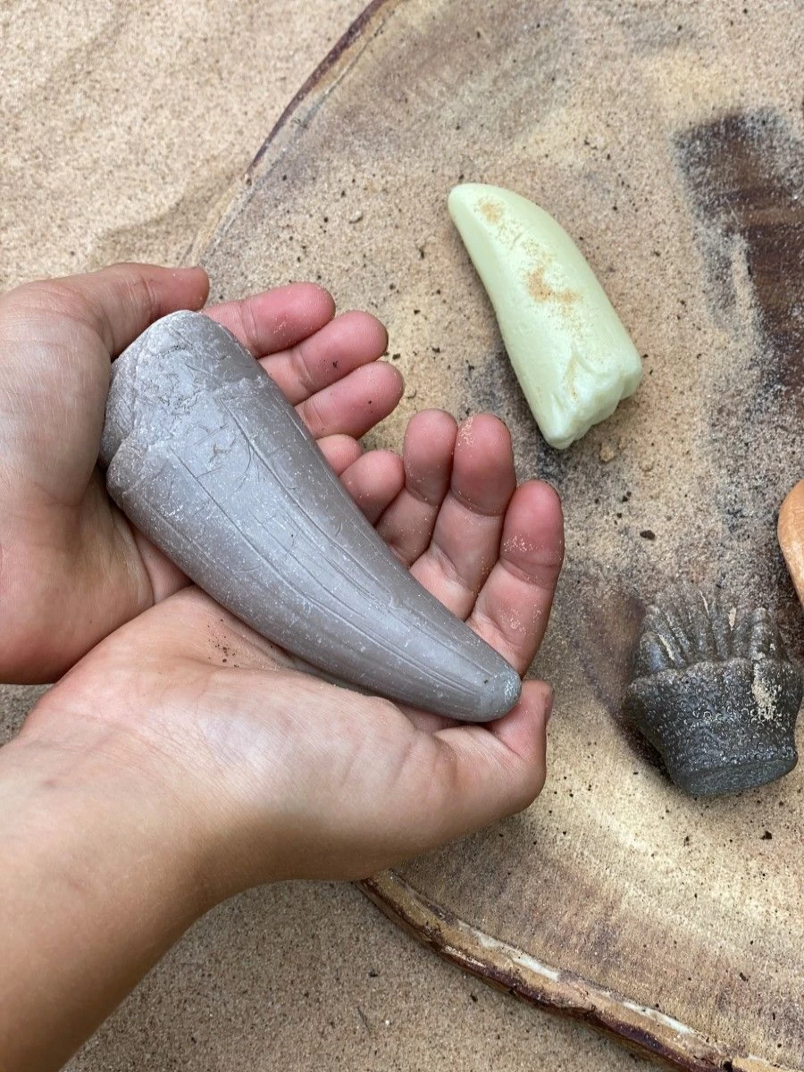 Yellow Door Science | Let'S Investigate Prehistoric Teeth