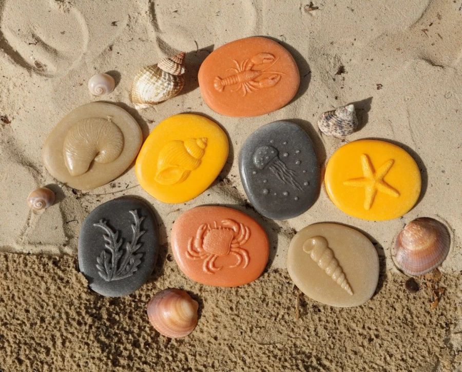 Yellow Door Science | Let'S Investigate Seashore