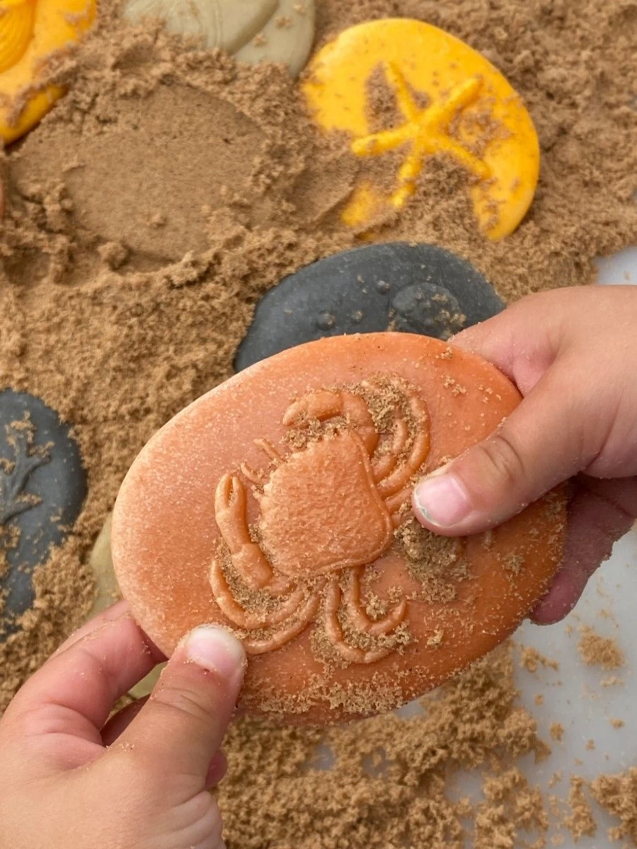 Yellow Door Science | Let'S Investigate Seashore