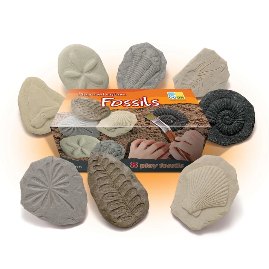 Yellow Door Science | Let'S Investigate Fossils